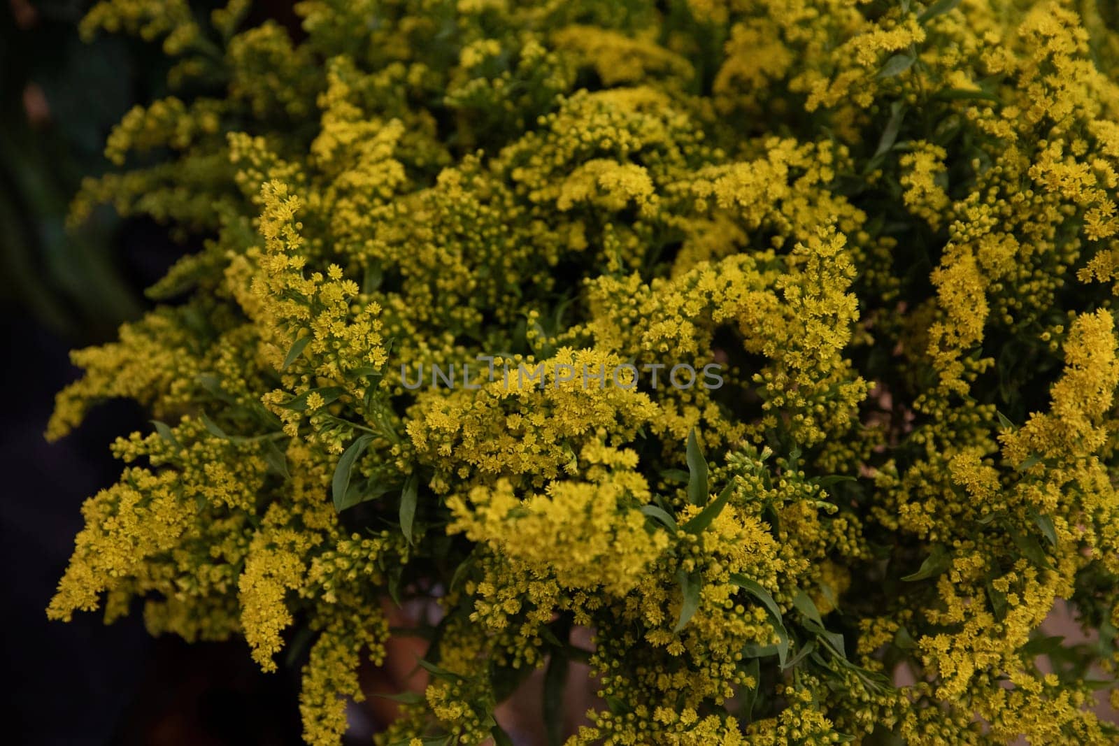 Beautiful bouquet of Solidago or goldenrod flowers in autumn. Horizontal.