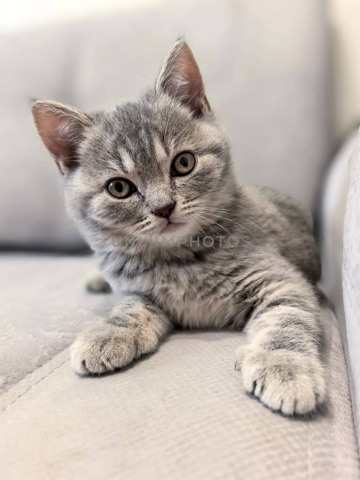 Adorable gray tabby kitten lounging comfortably on a sofa, showing an inquisitive expression with its ears perked up. Made on smartphone.