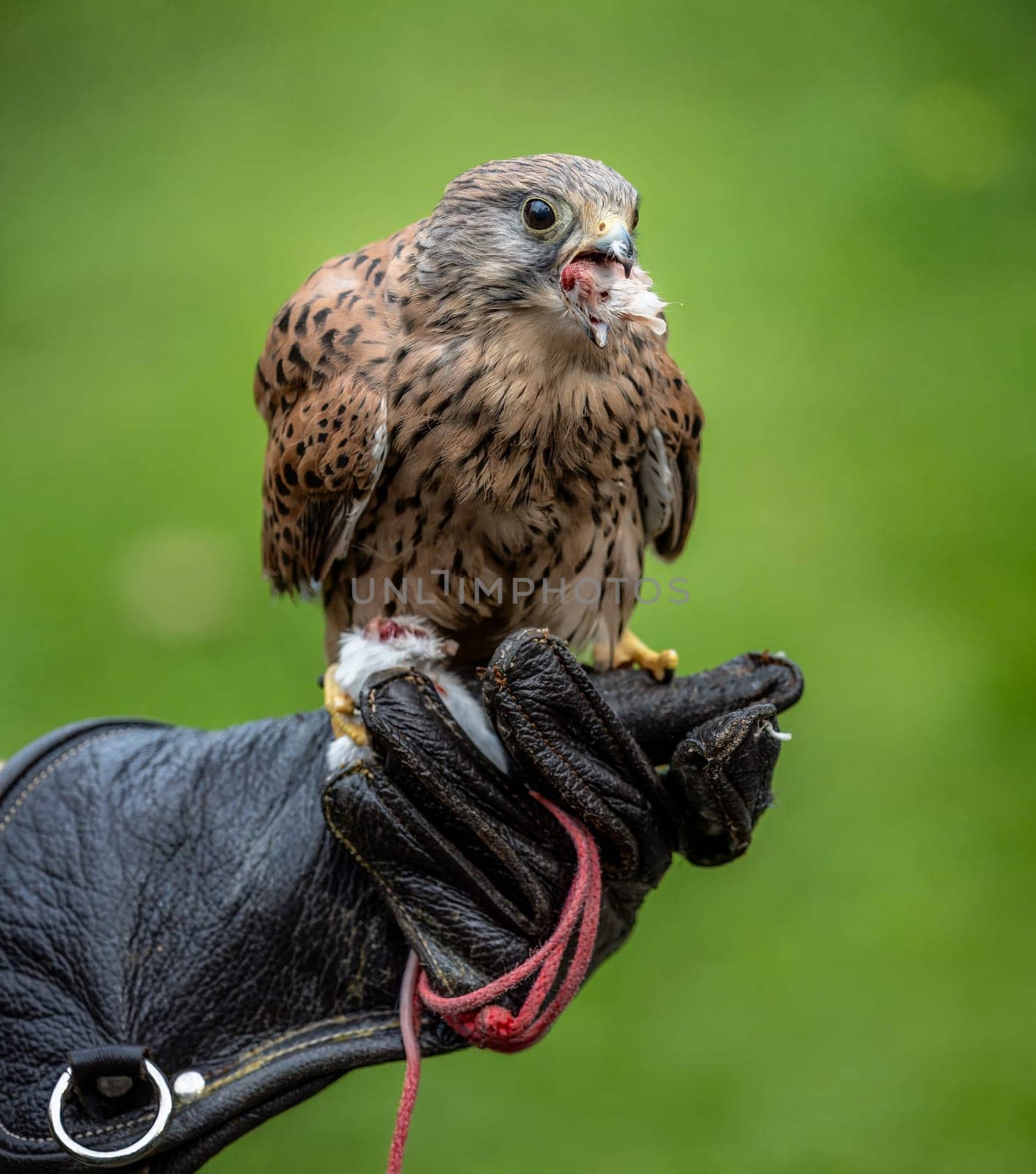 Falcon eating its reward on the hand of the faloncer