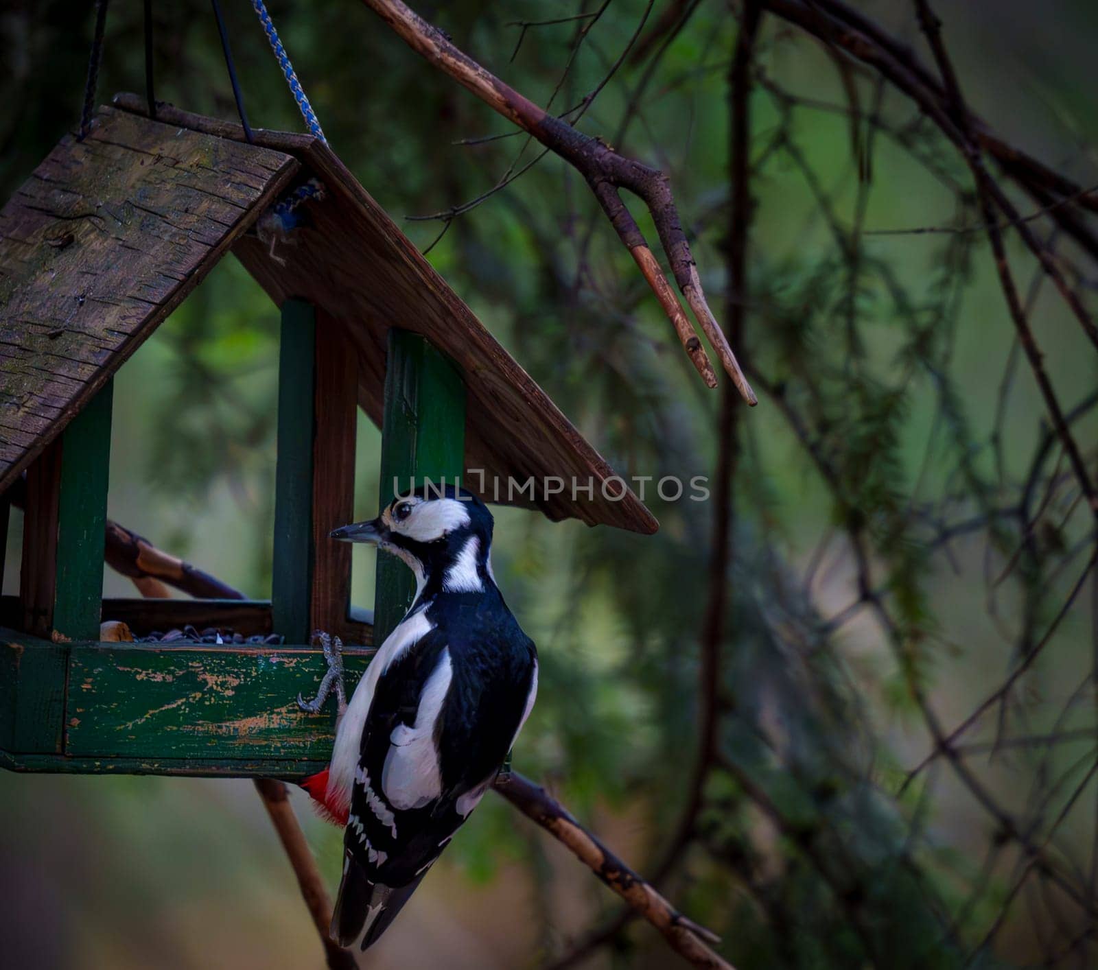 A great spotted woodpecker clings to a rustic green bird feeder, surrounded by branches in a natural forest setting.