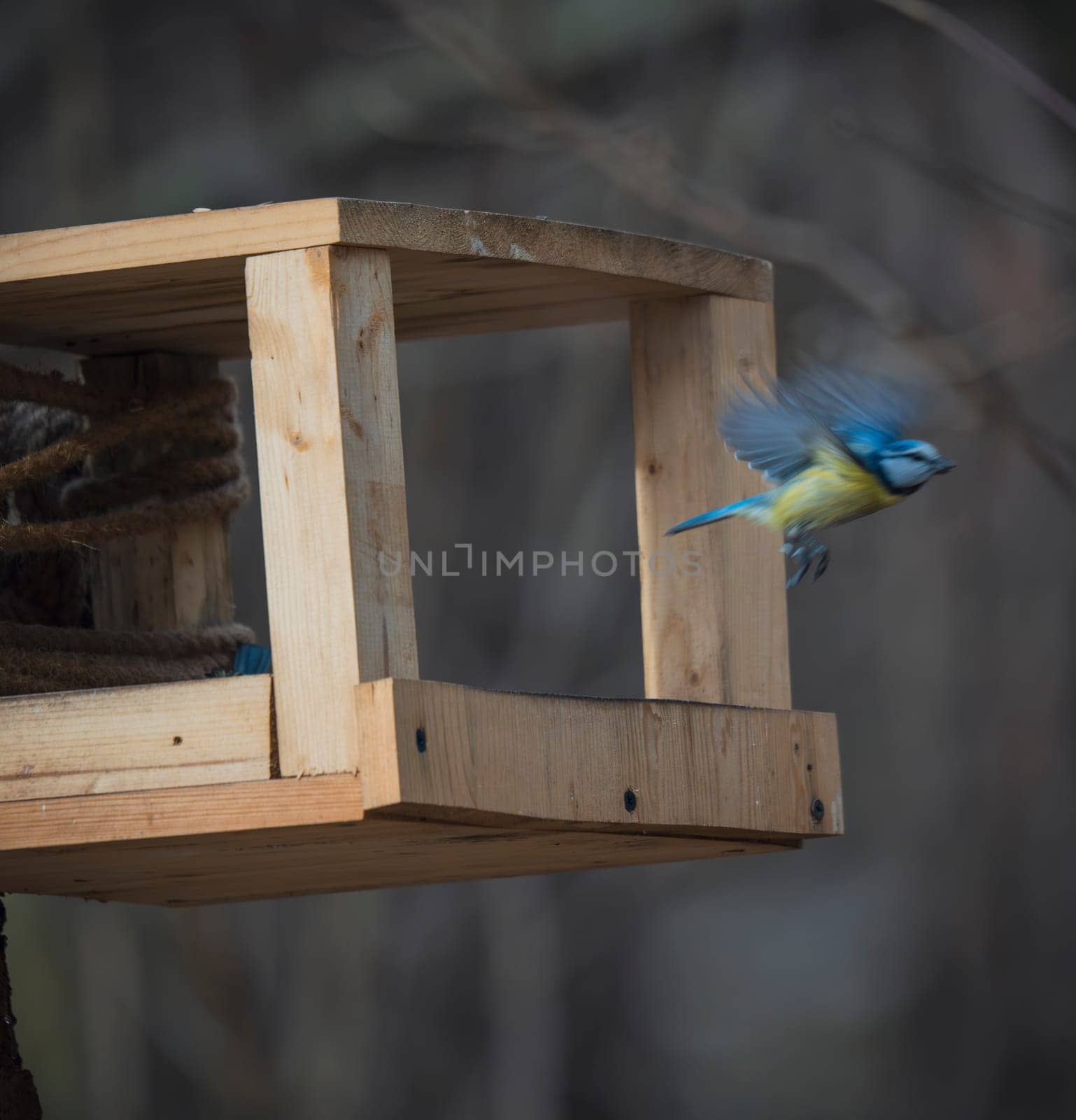 A small blue tit bird captured mid-flight as it leaves a simple wooden bird feeder mounted in a forest setting.
