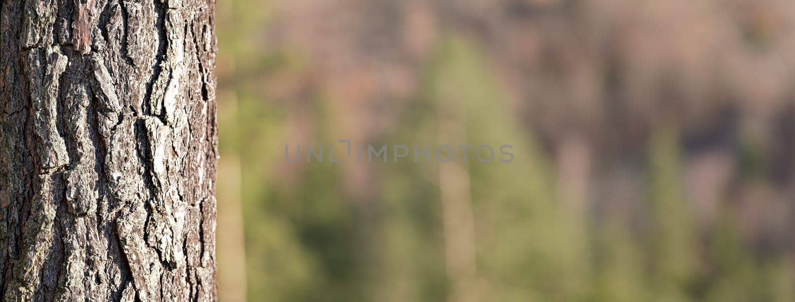 Coniferous tree trunk bark or rhytidome, closeup detail with blurred forest (space for text) in background
