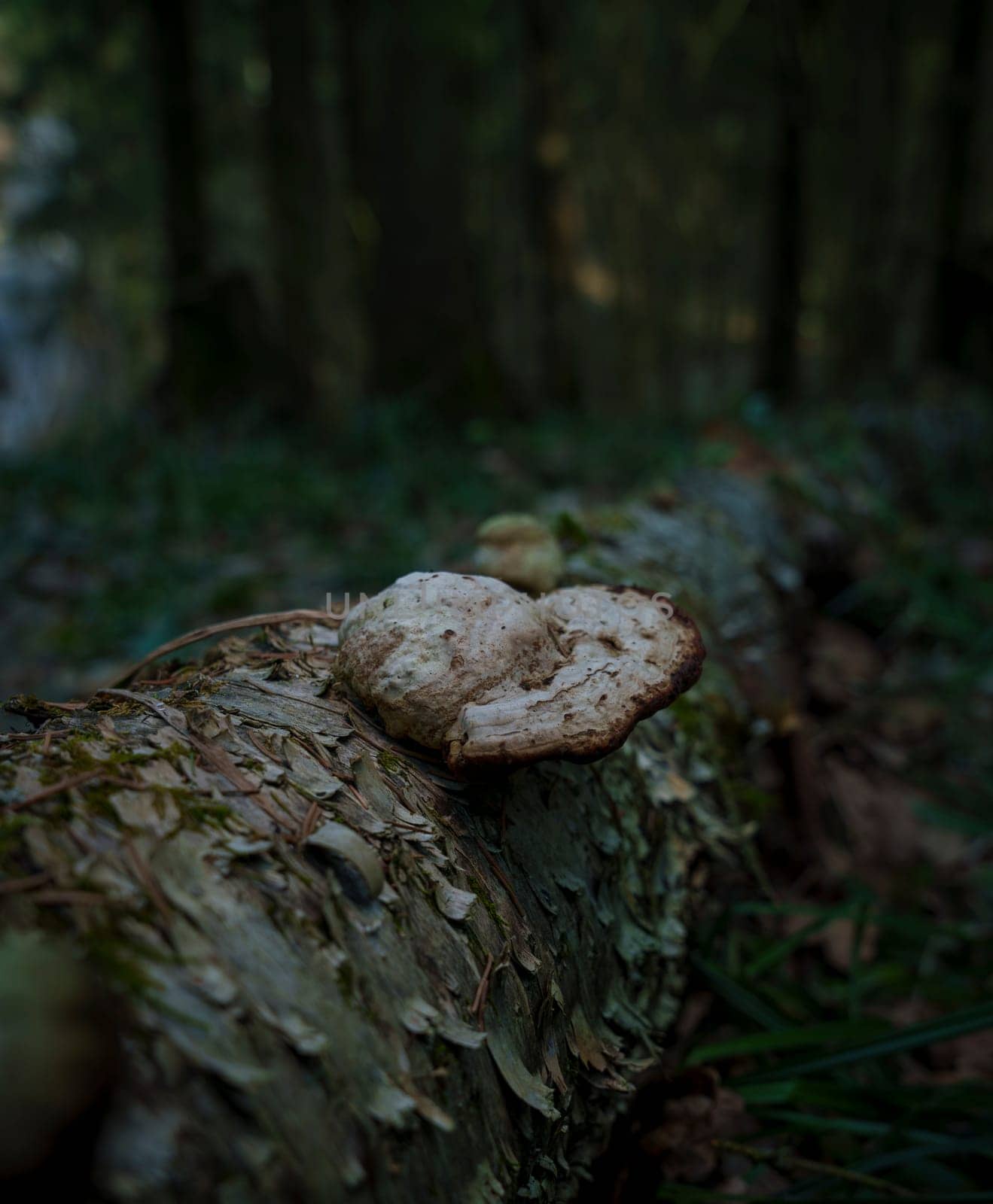 Close-up of a wild mushroom growing on a fallen tree trunk in a dark, damp forest with moss and bark textures.