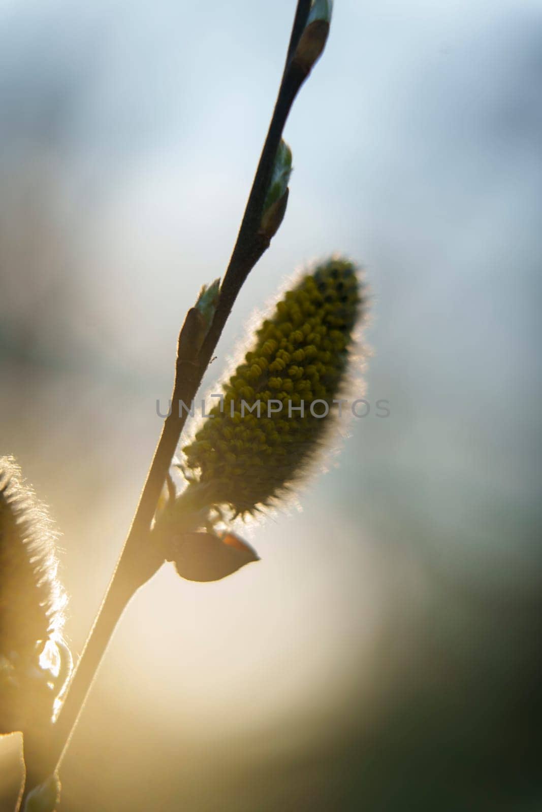 Close-up of a willow catkin glowing in warm sunlight, with a smooth background and gentle atmosphere evoking early spring.