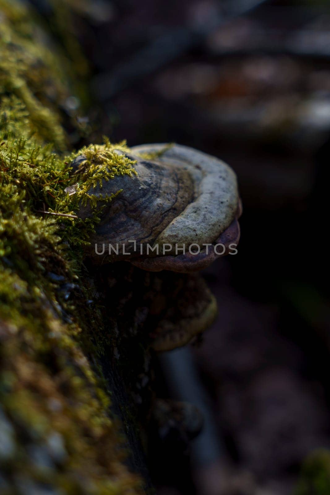 Close-up of a bracket fungus with green moss growing on its surface, attached to a tree in a shady forest.