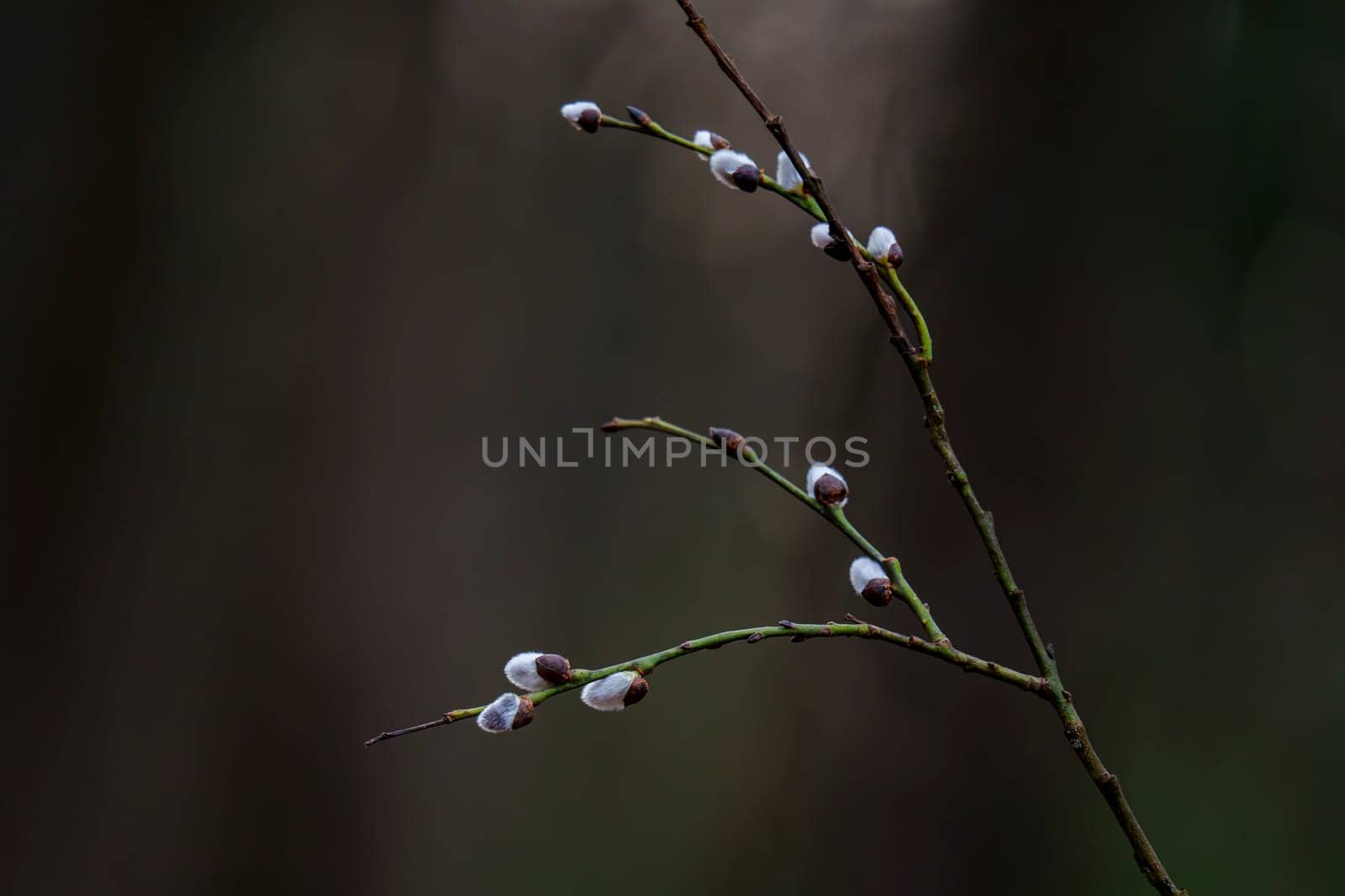 Close-up of pussy willow twigs with white furry catkins against a dark blurred forest background, signaling the start of spring.
