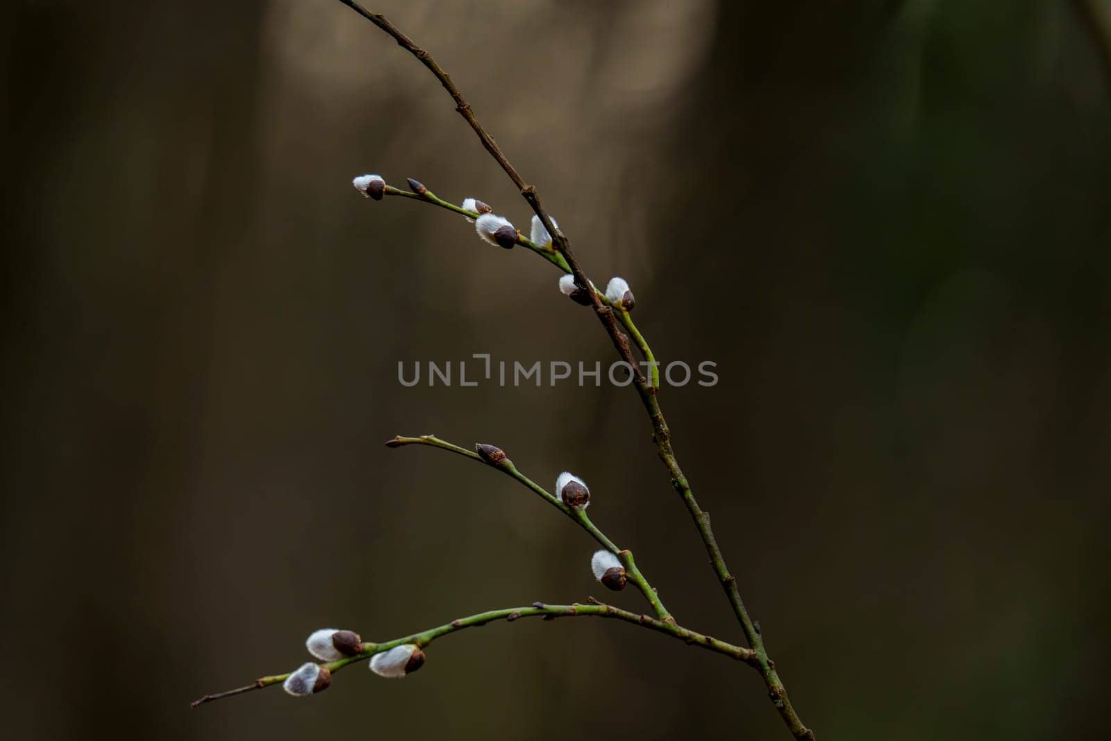 Delicate pussy willow branch with fluffy white catkins captured in early spring against a blurred dark background in natural light.
