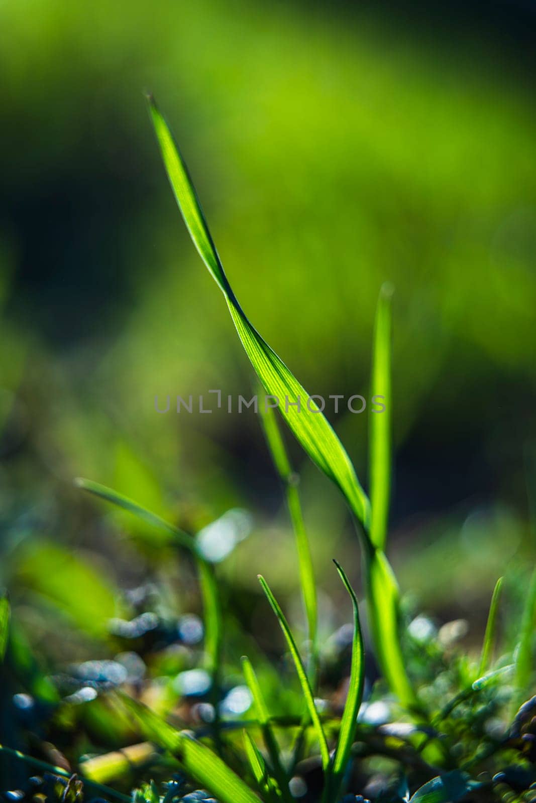 A single blade of vibrant green grass stands tall among other shoots, captured in soft sunlight with a blurred natural background.
