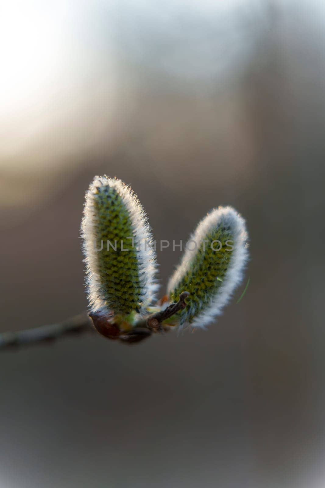 Close-up of two soft and fuzzy willow catkins on a branch, backlit by gentle natural light against a neutral blurred background.