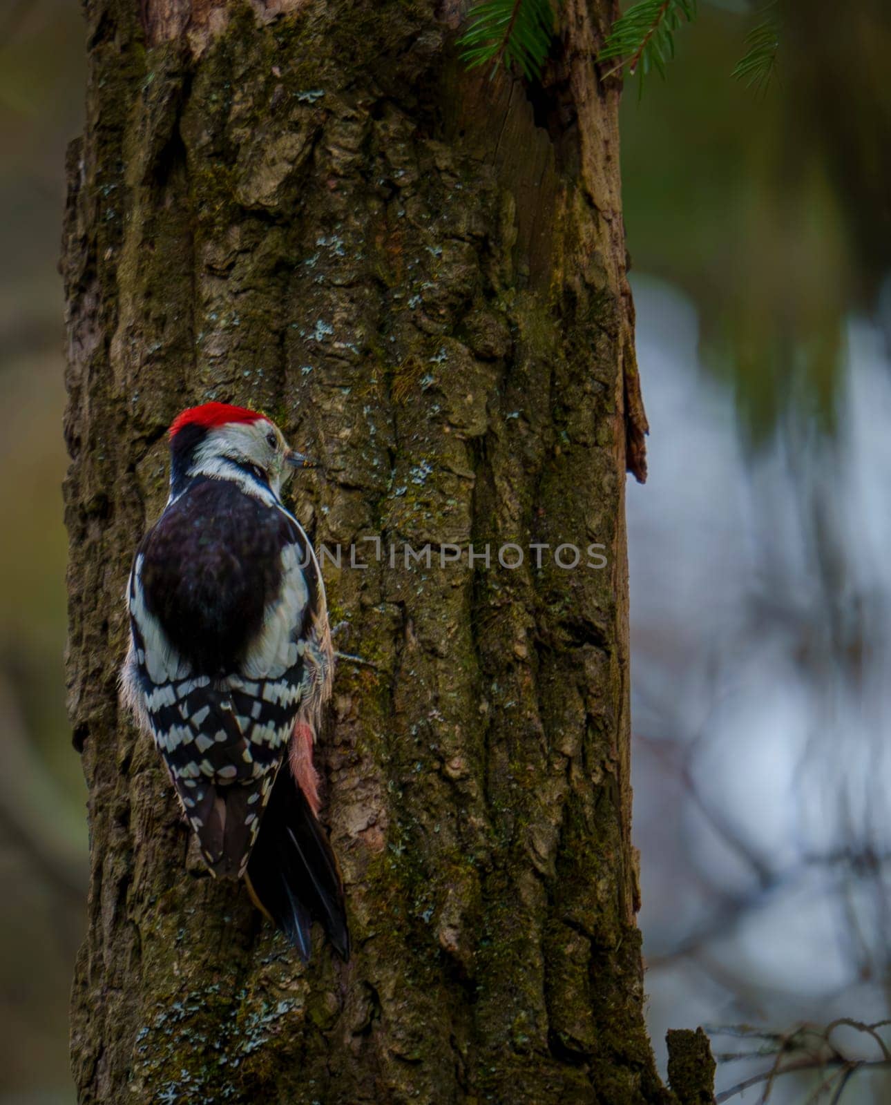 A woodpecker with a red crown and speckled feathers clings to the rough bark of a tree trunk in a forest environment.