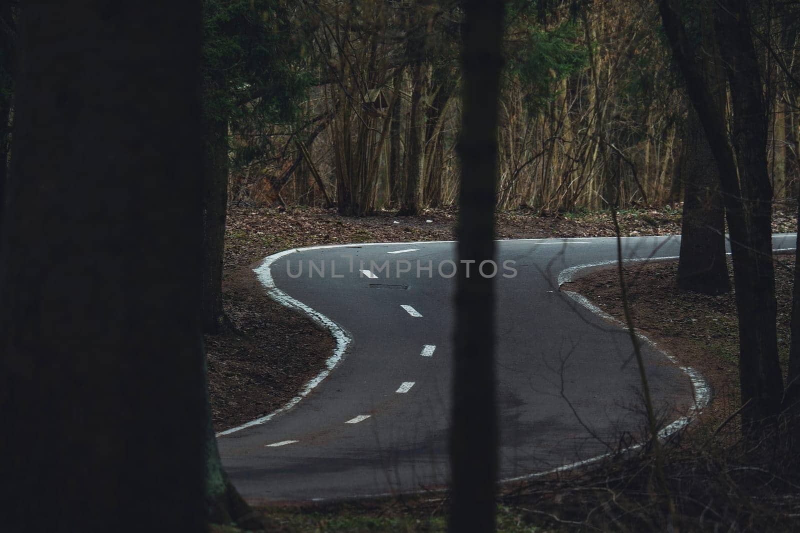 Curved asphalt road winds sharply through a leafless forest in early spring, surrounded by tall trees and natural undergrowth.