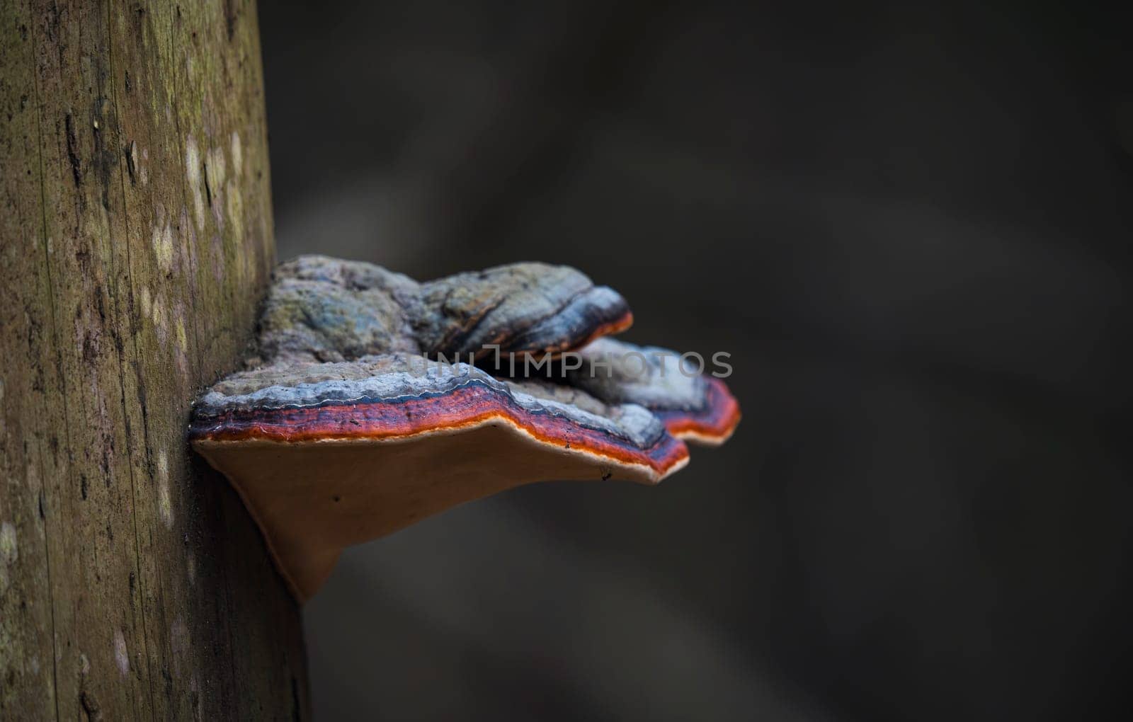 Vibrant bracket fungus with orange, red, and gray layers grows on a mossy tree trunk in a dark forest, captured in macro detail.