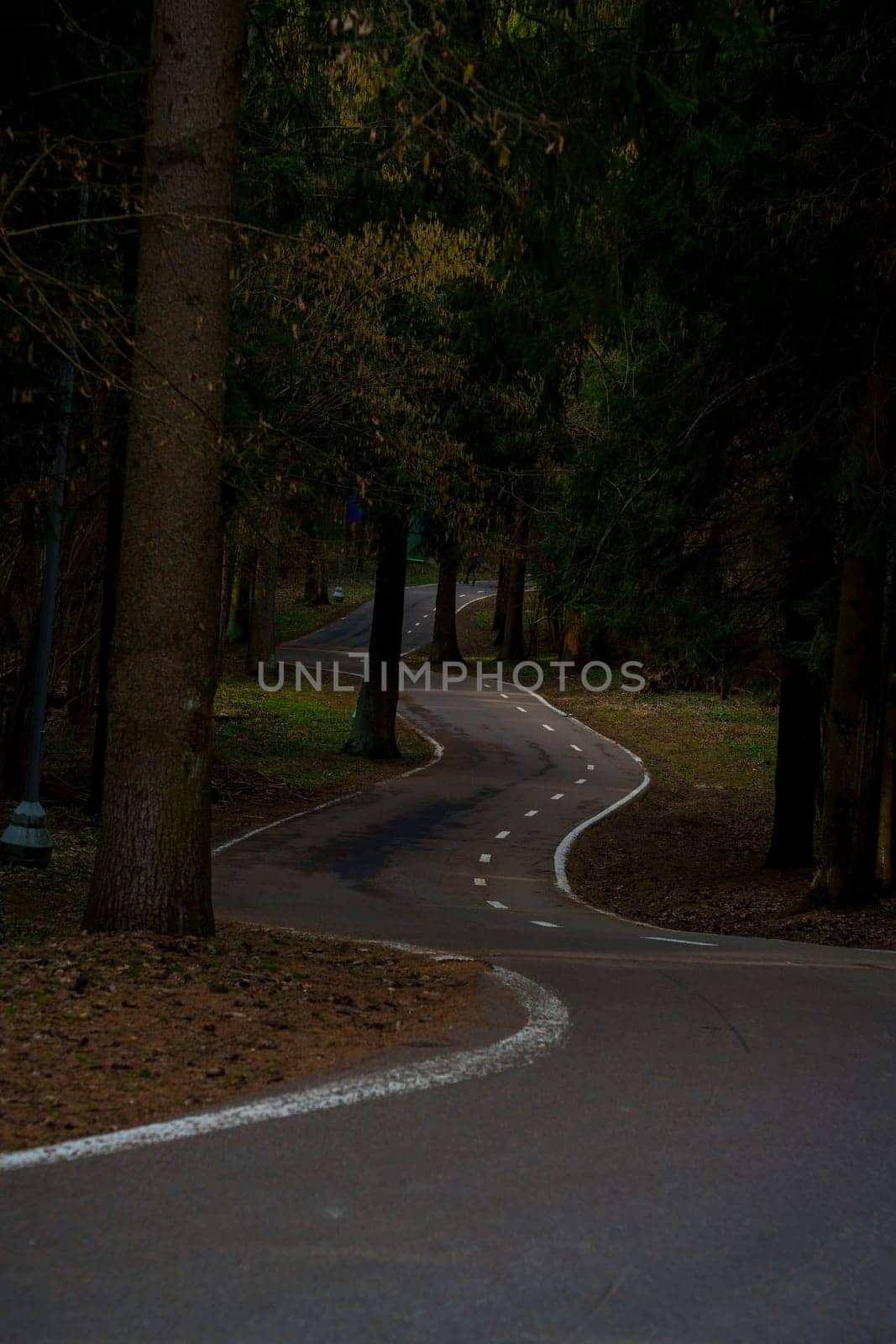 A winding paved bike path meanders through a quiet, dense forest with early spring foliage and no people in sight.