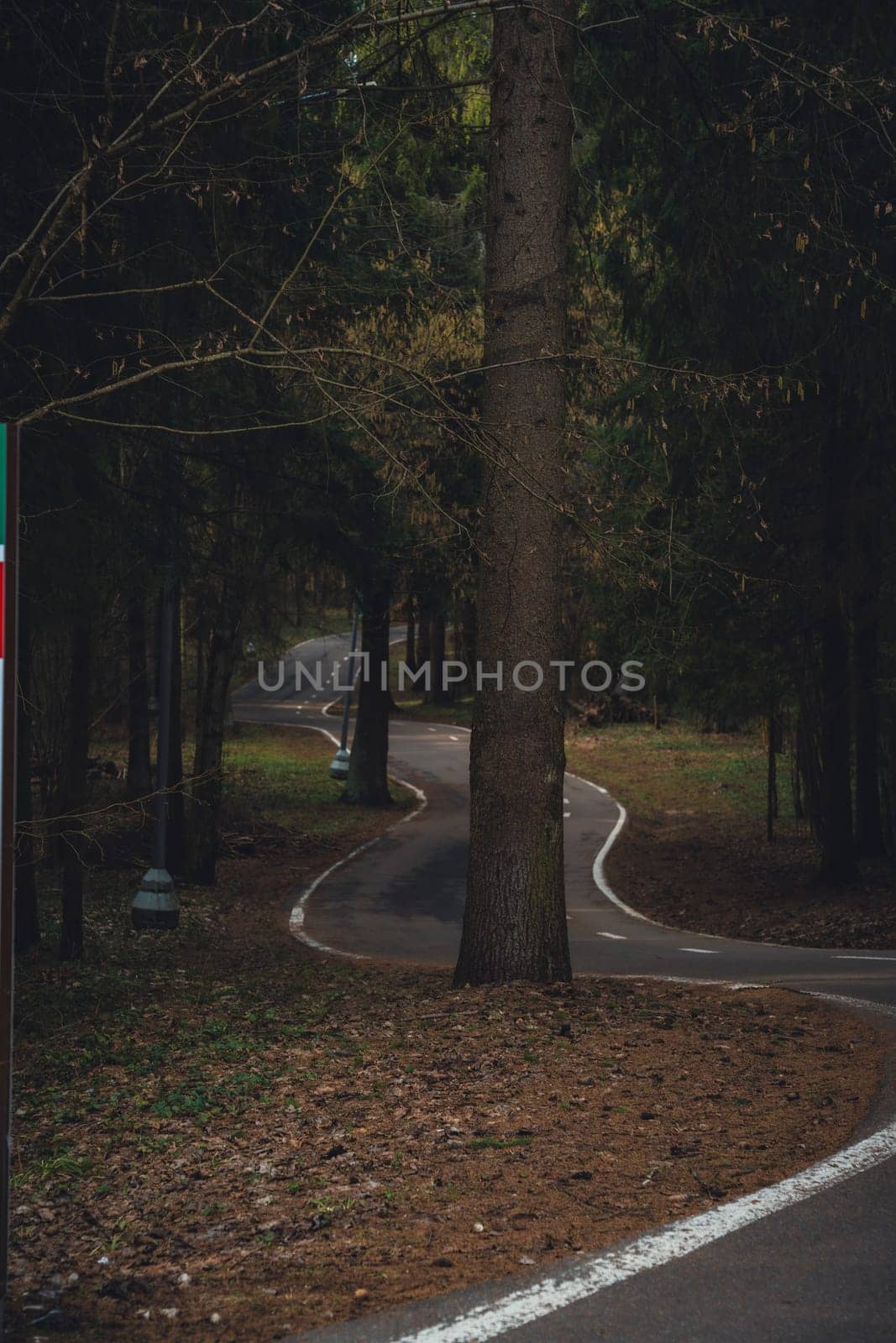 A curving paved path winds through a forest with tall trees and streetlights along the sides. A large tree stands directly on the path, creating an obstacle.