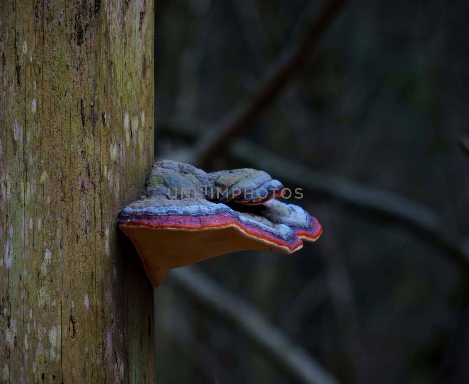 A vibrant shelf fungus with layered colors of orange, red, and gray clings to the side of a tree trunk in a dim forest environment.
