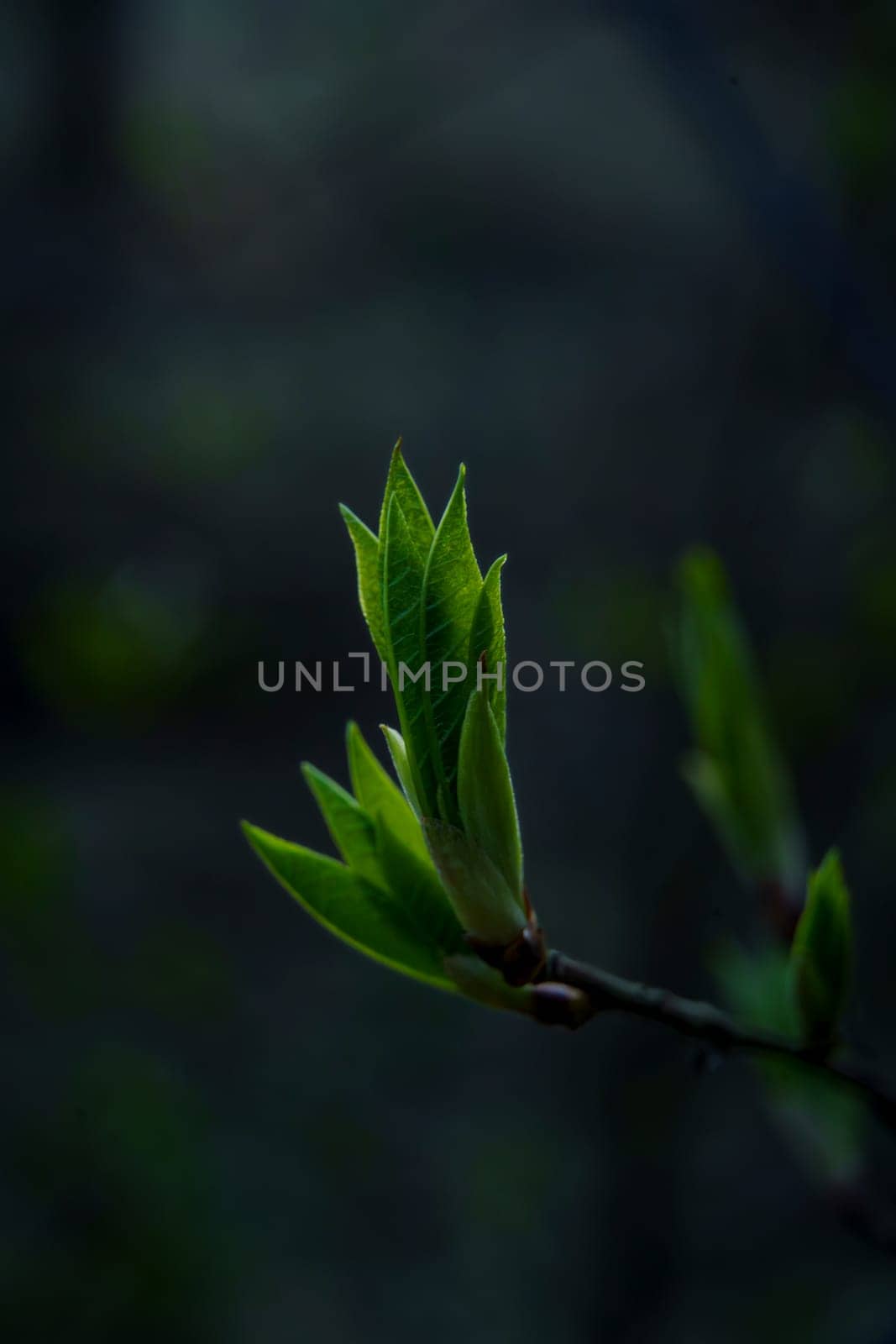 Close-up of tender green leaves sprouting from a tree branch with a dark, blurred background, symbolizing the arrival of spring.