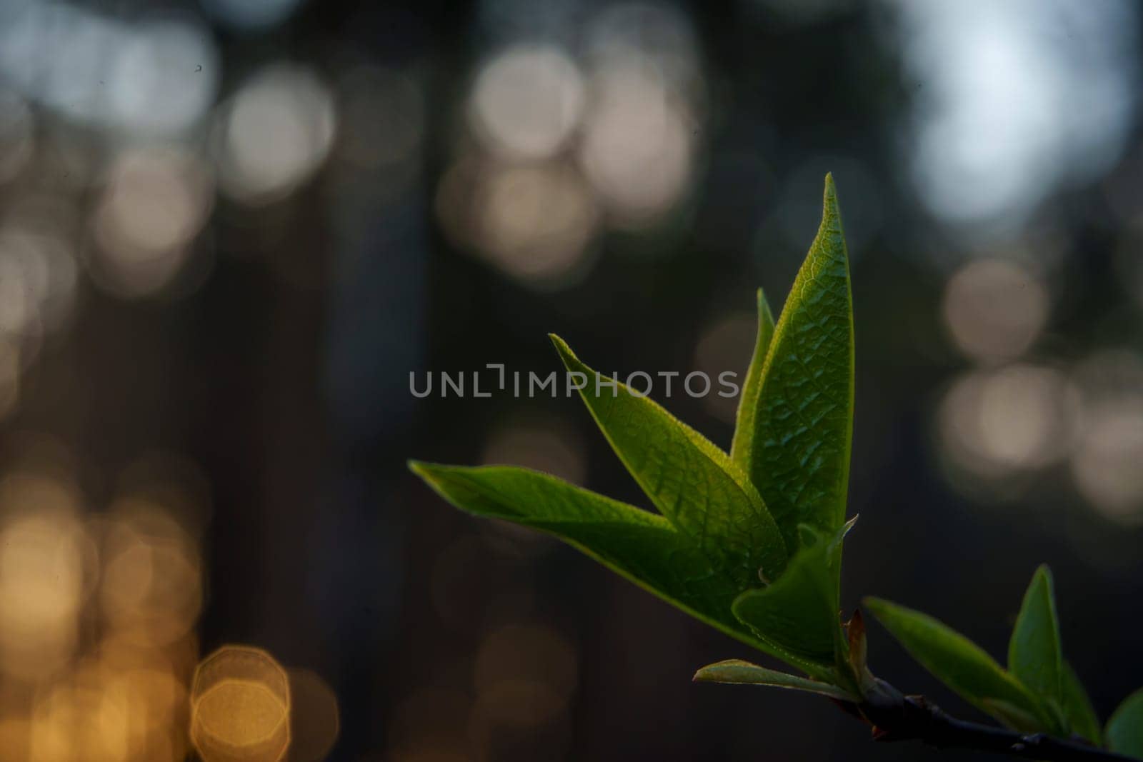 Close-up of young green leaves emerging from a twig in early spring with soft golden bokeh from the forest in the background.