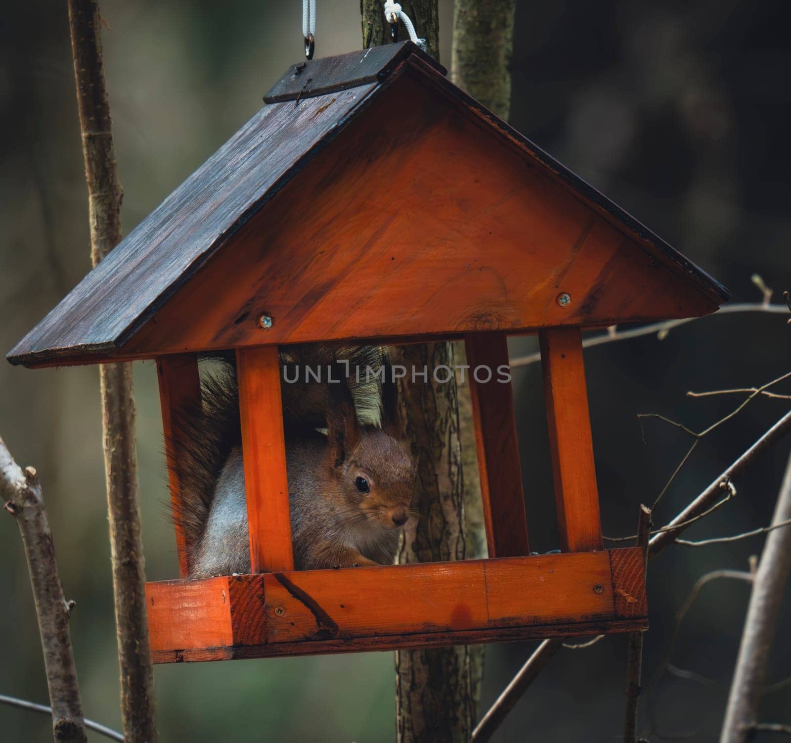 A red squirrel sits calmly inside a hanging wooden bird feeder in a quiet forest surrounded by bare branches and soft natural light.