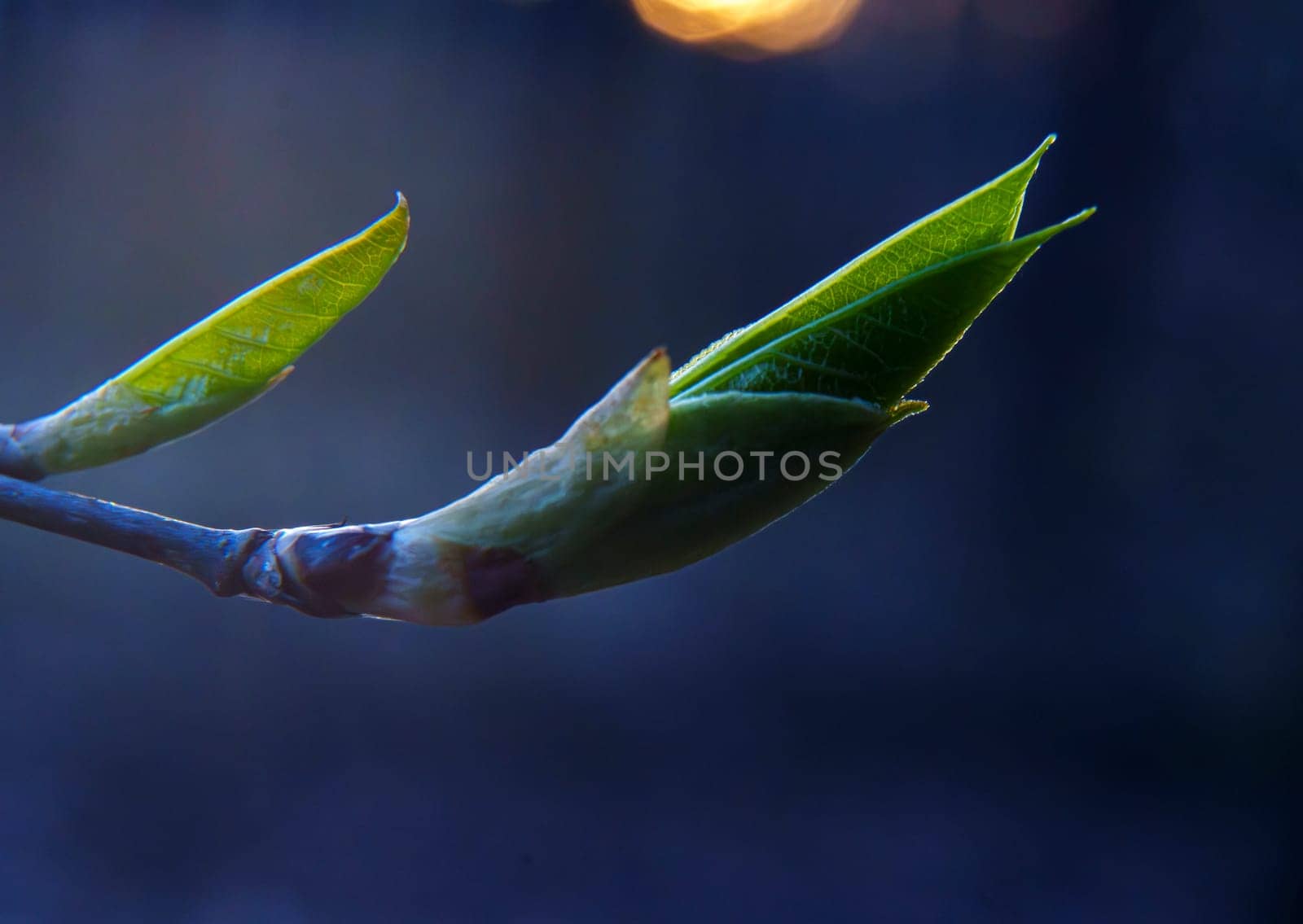 Macro shot of tender spring leaves emerging from a bud with a soft background and warm evening light.