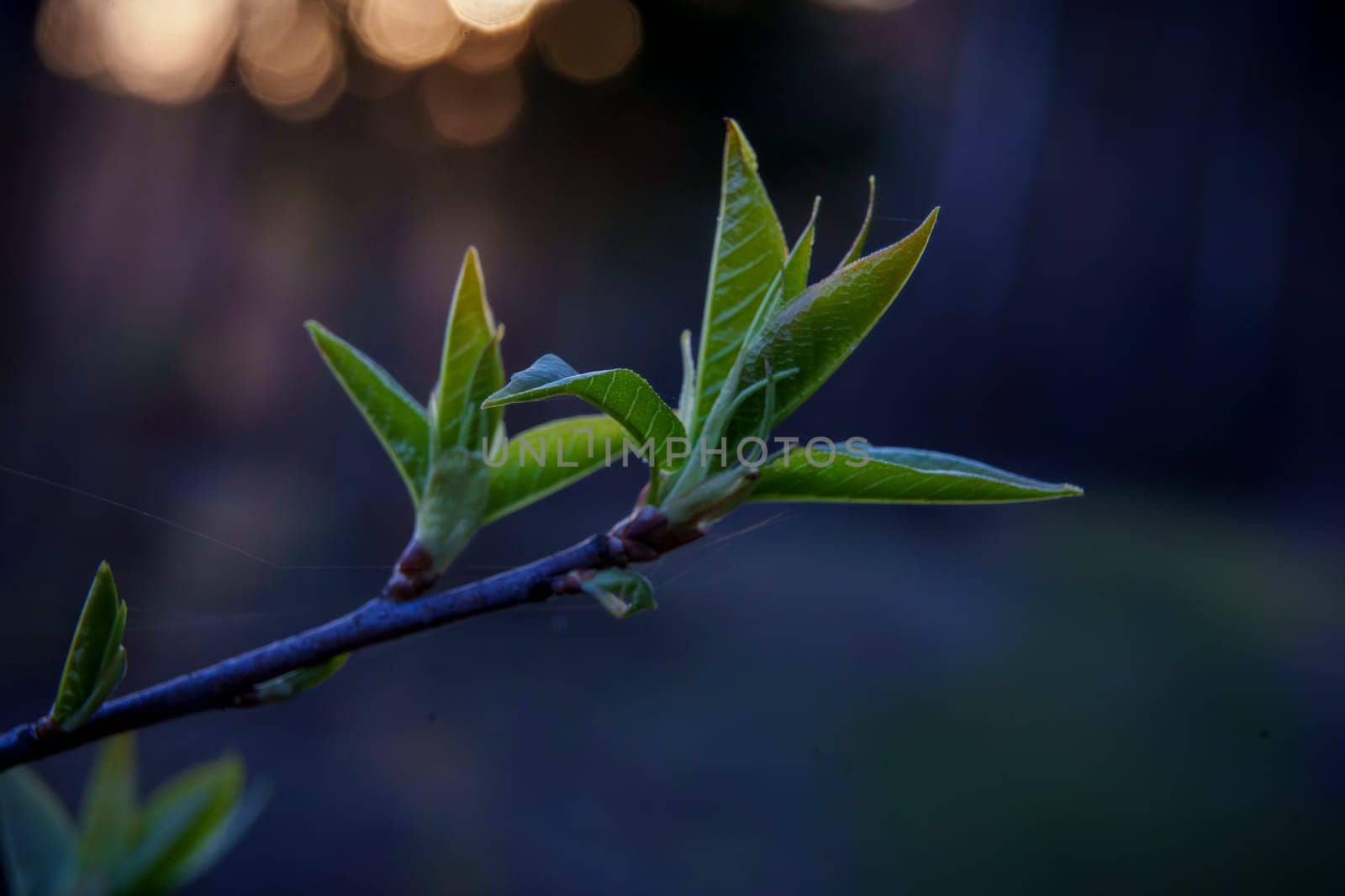 Close-up of tender green leaves sprouting from a tree branch, captured in soft evening light with a blurred dark background.