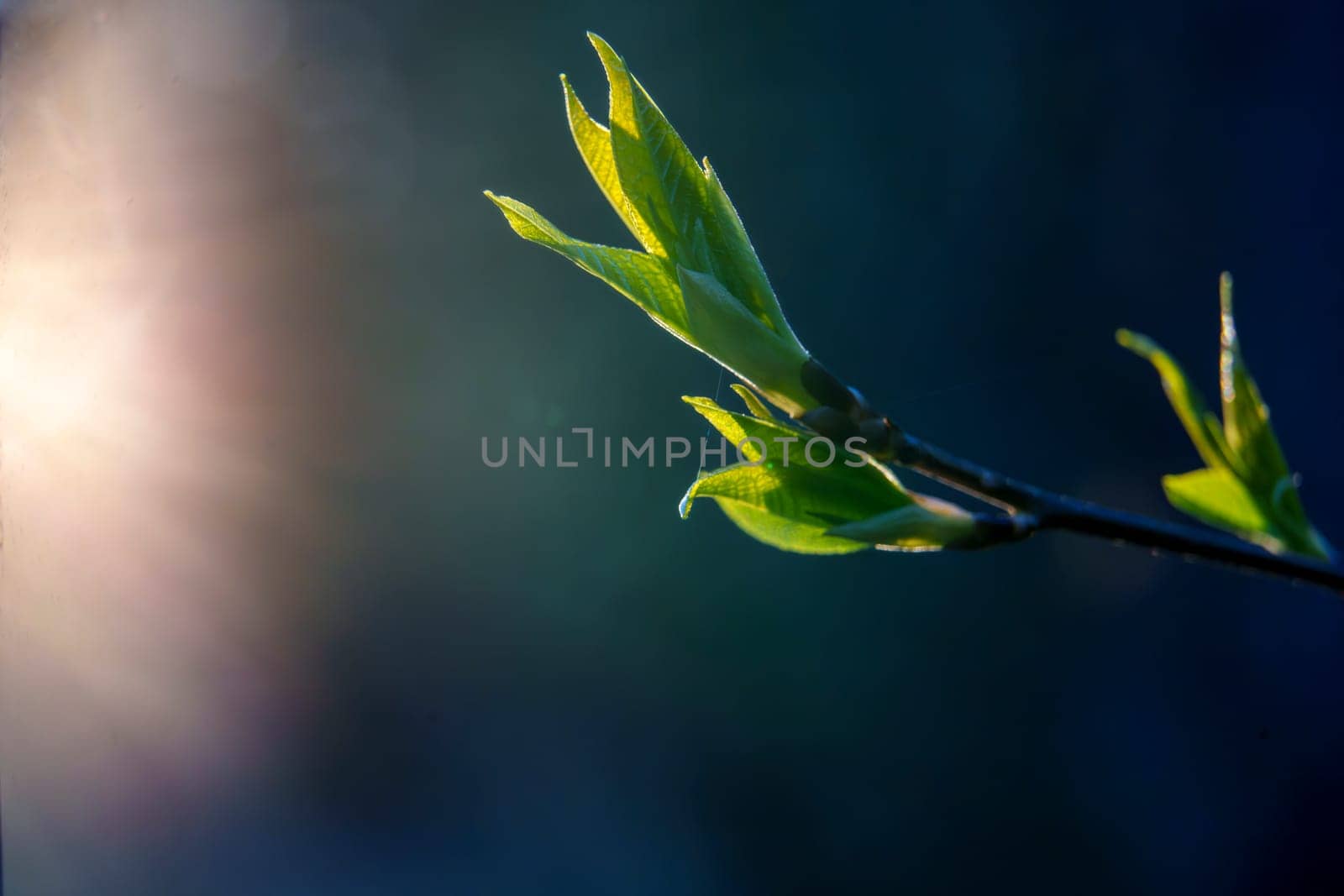Close-up of fresh green leaves growing on a branch, illuminated by warm early morning sunlight in a spring forest.