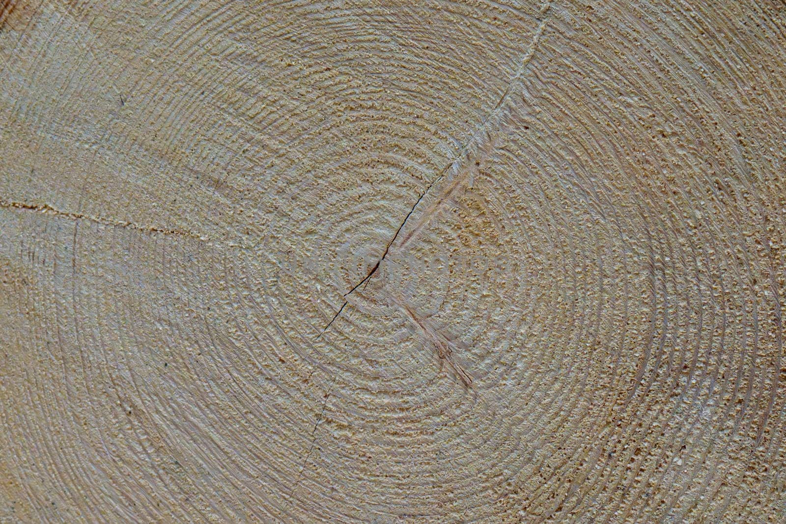 Detailed view of a cut tree showing concentric growth rings and natural cracks in the wood, illustrating age and structure.