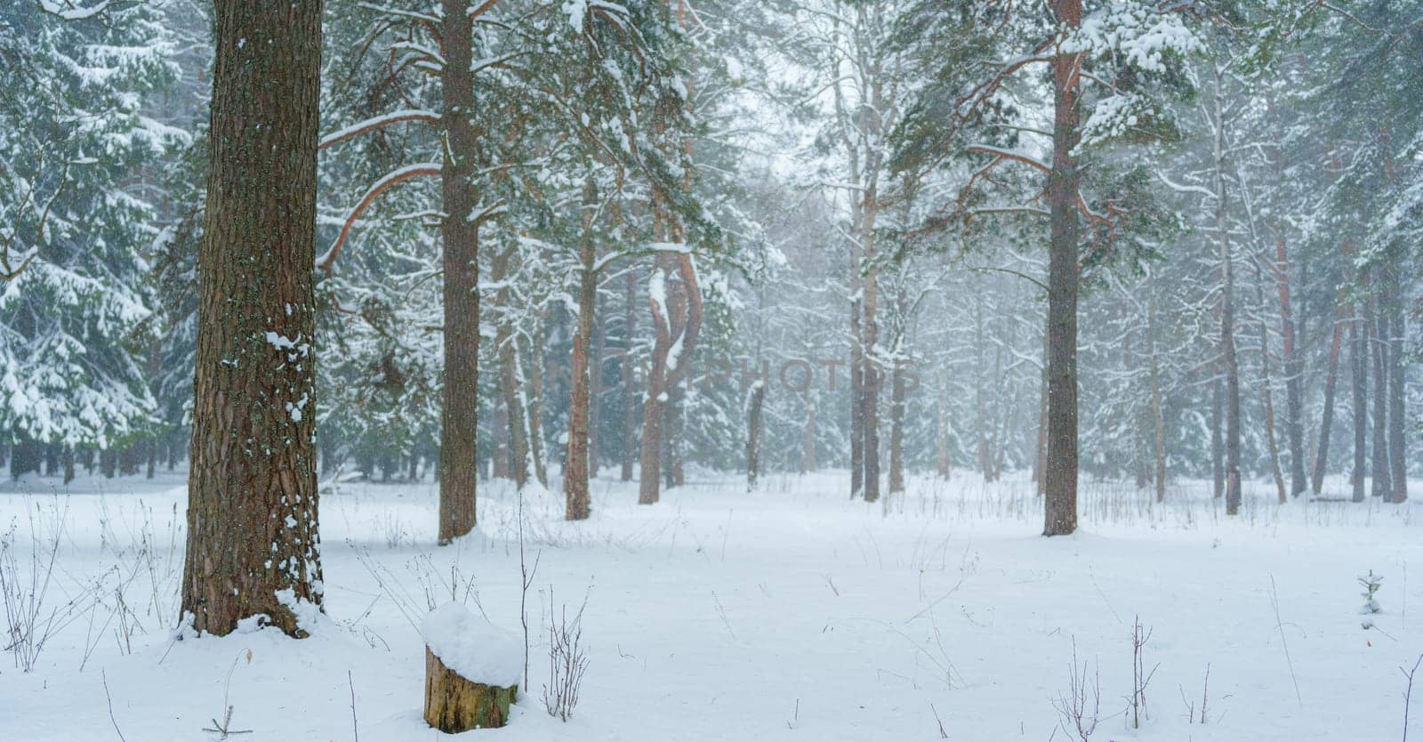 Peaceful snowy forest with pine trees and fresh snowfall, creating a serene winter landscape with no people and soft falling snow.