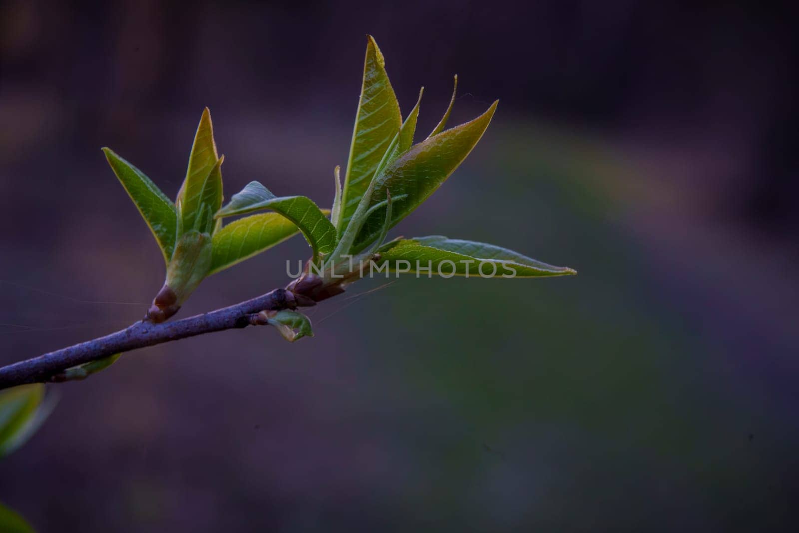 Macro image of tender green leaves unfurling from a twig, captured with soft evening light and a blurred natural background.