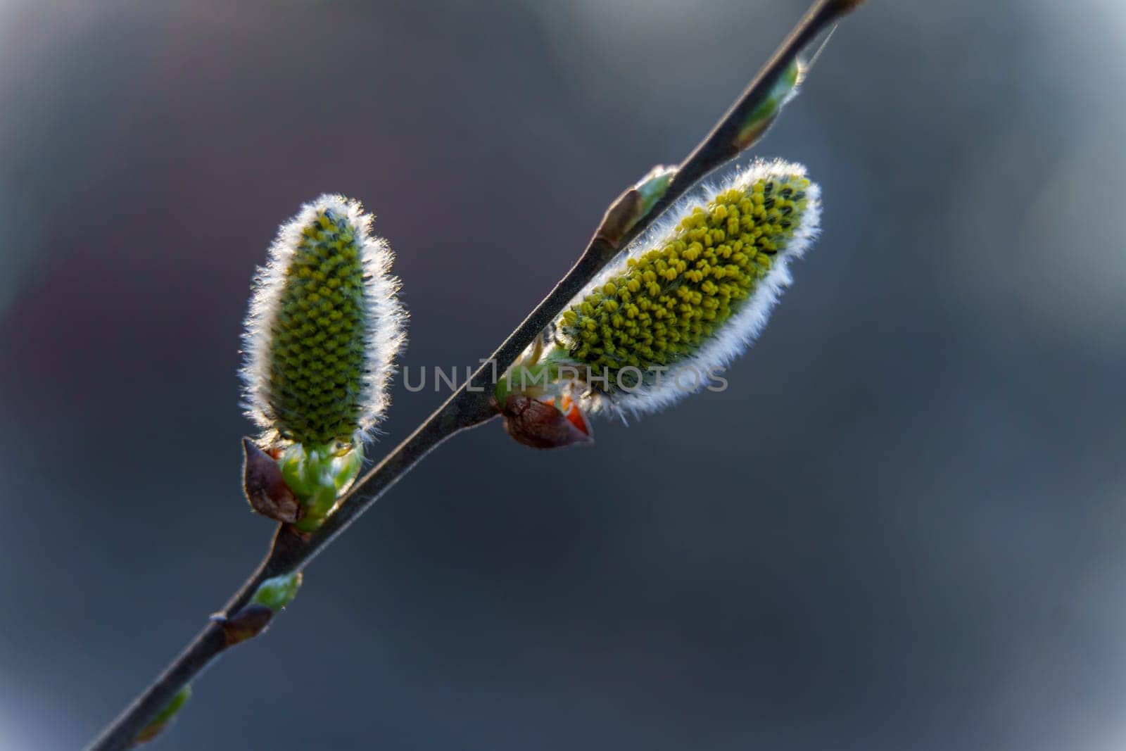 Close-up of fluffy willow catkins beginning to bloom in early spring, captured against a soft, blurred background.