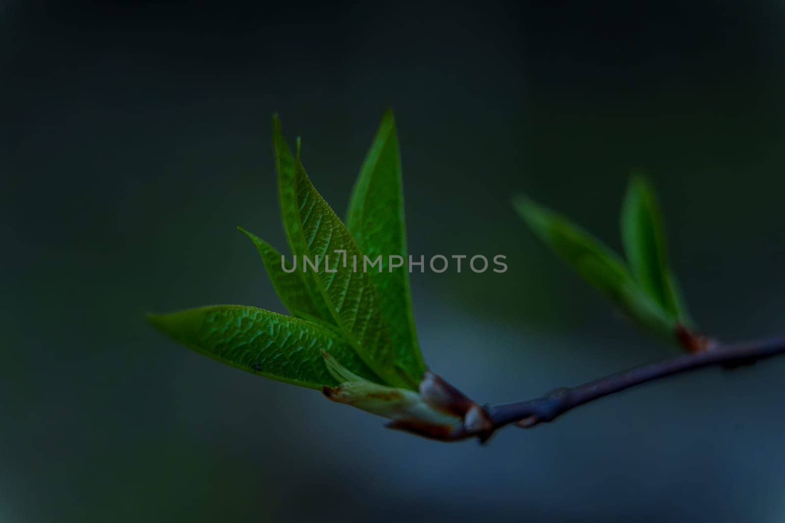 Close-up of fresh green leaves sprouting from a branch with a soft dark background, captured in low light during twilight.