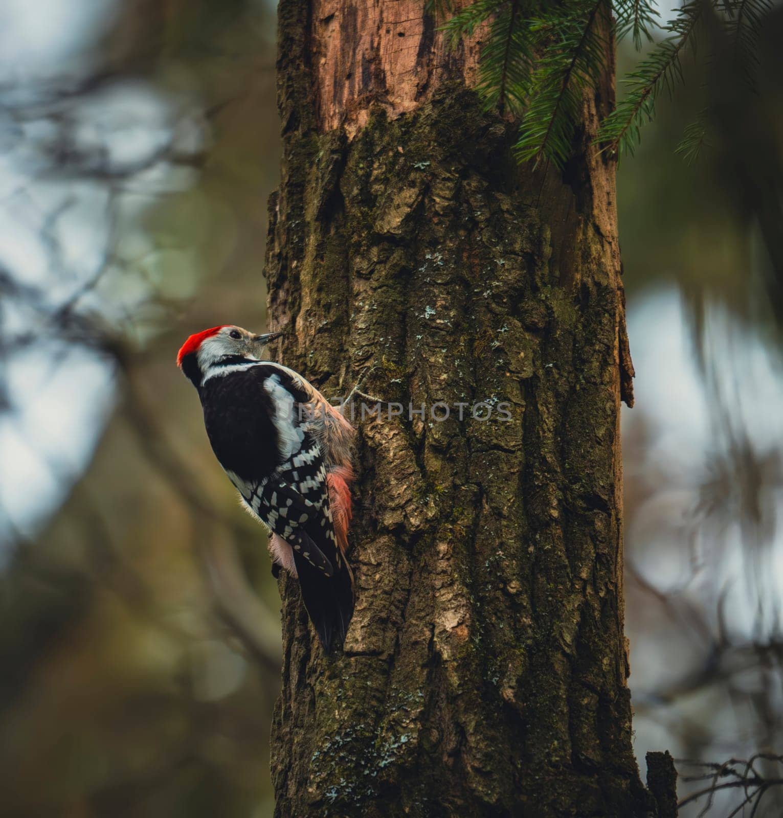A woodpecker with a bright red crown and black-and-white plumage clings to a textured tree trunk in a forested area during daytime.