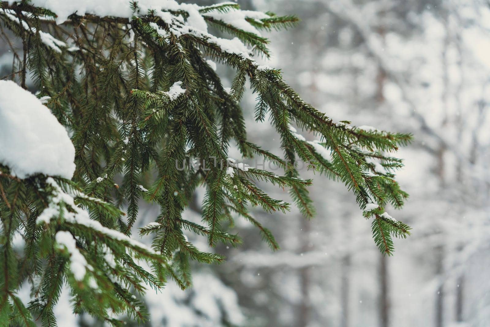 Detailed view of a snow-covered spruce branch with green needles, captured against a softly blurred snowy forest background.