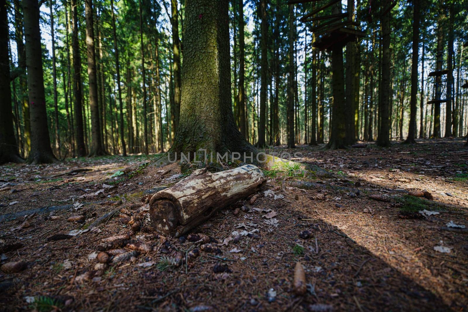 Low-angle view of a forest with a tree trunk, fallen log, pinecones, and scattered leaves lit by natural sunlight.