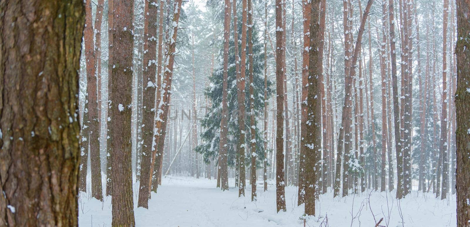 Dense forest of tall pine trees with trunks lightly dusted in snow, creating a symmetrical and peaceful winter landscape.