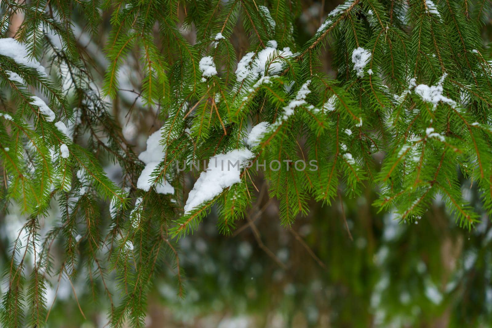 Green spruce tree branches with small patches of snow in a quiet winter forest, captured in soft natural light
