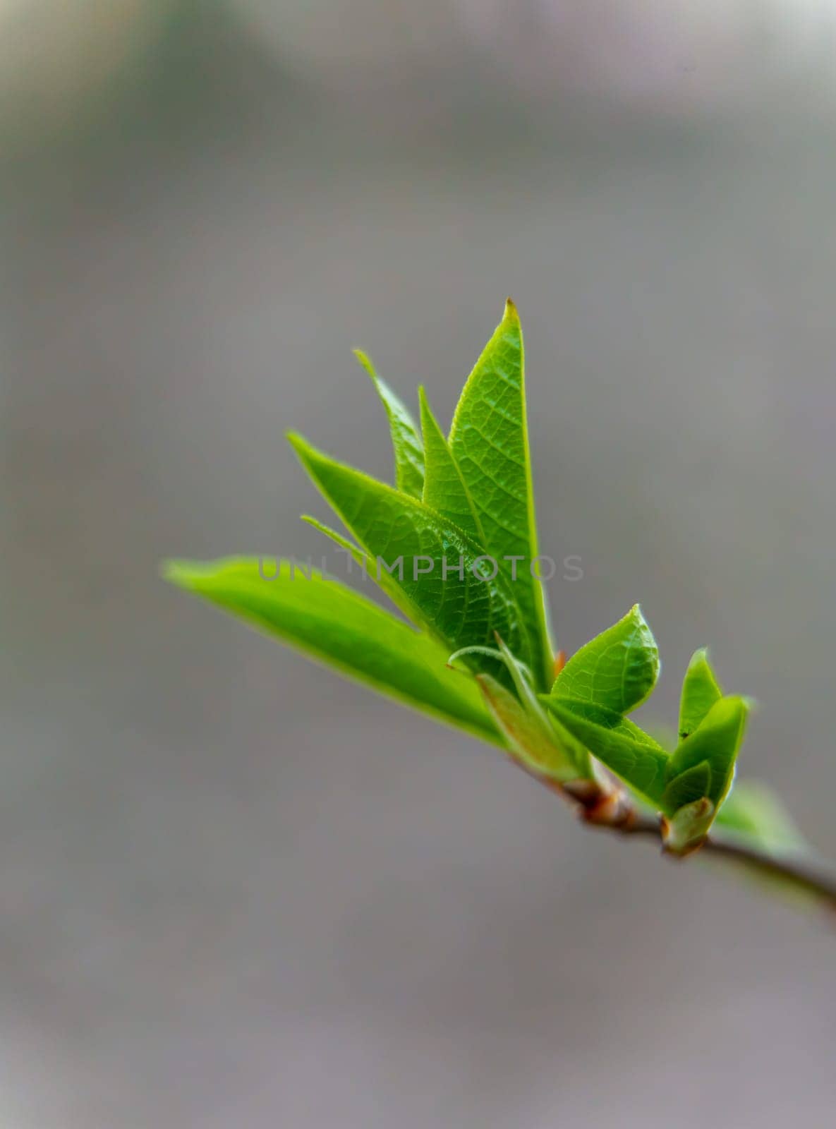 Close-up of newly sprouted green leaves on a branch against a soft, blurred background in early spring.