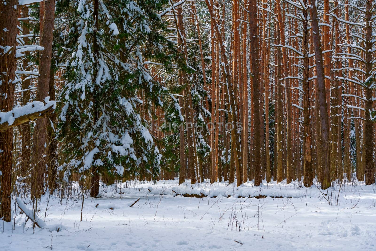 Serene winter forest with tall pine and spruce trees covered in snow, under soft natural light