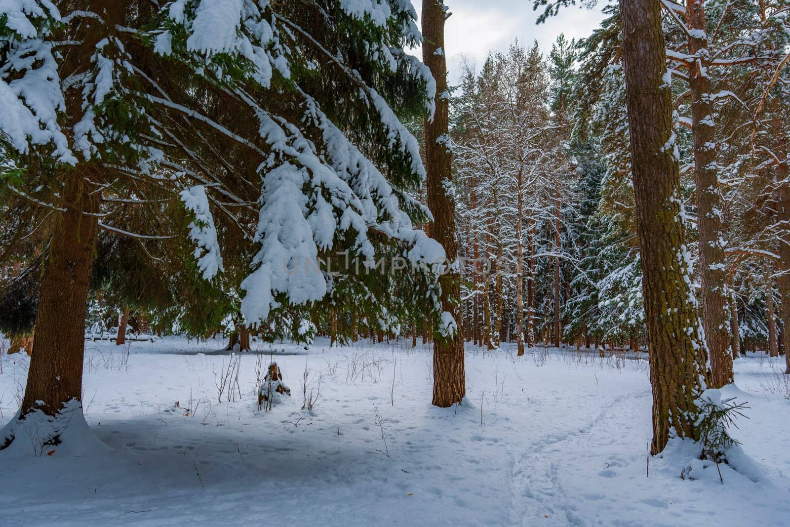 Peaceful winter forest scene with snowy ground, tall trees, and a narrow path curving into the distance under a cloudy sky.