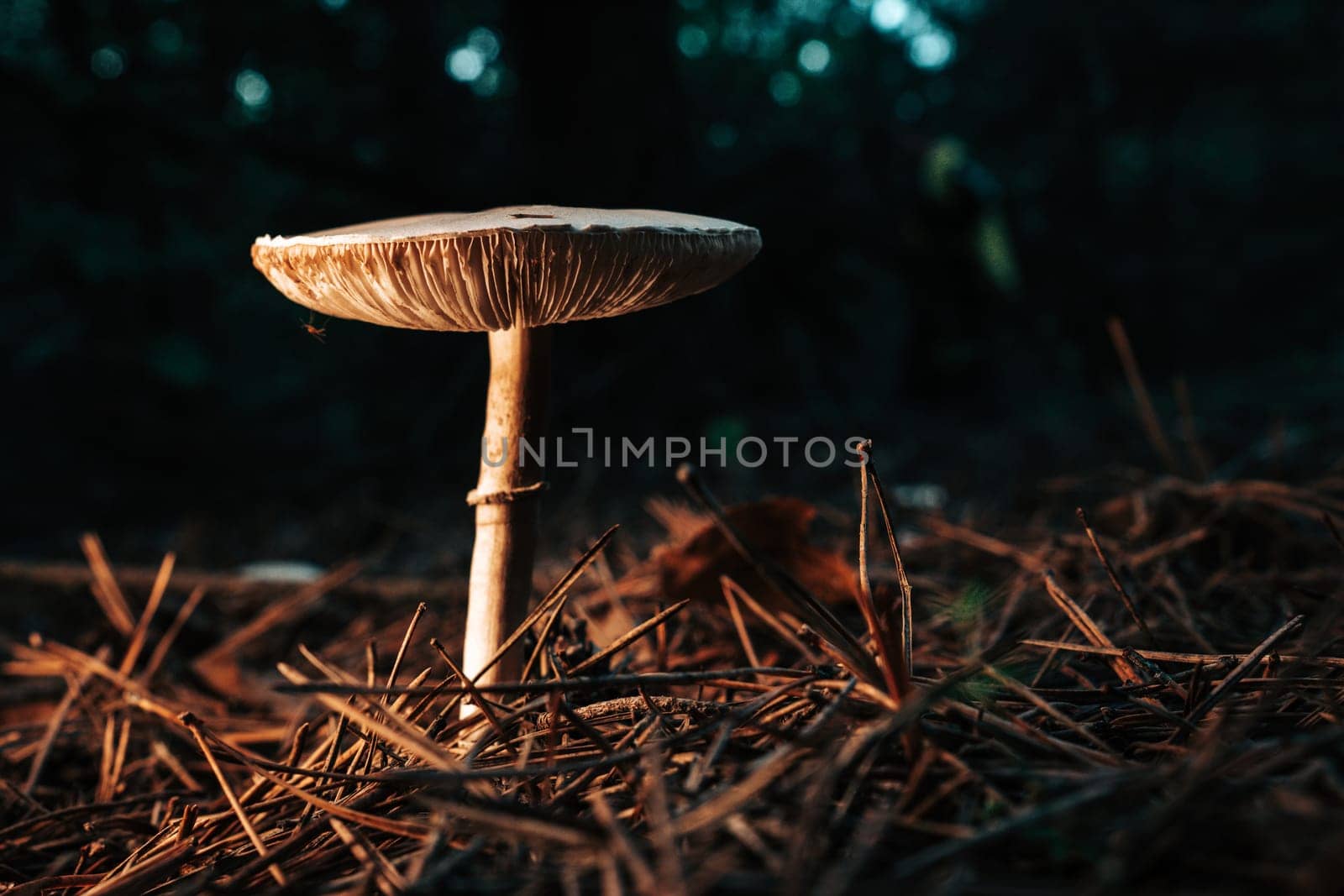 Mushrooms growing in forest autumn. Fungi close-up, toxic fly agaric,wild nature. High quality photo