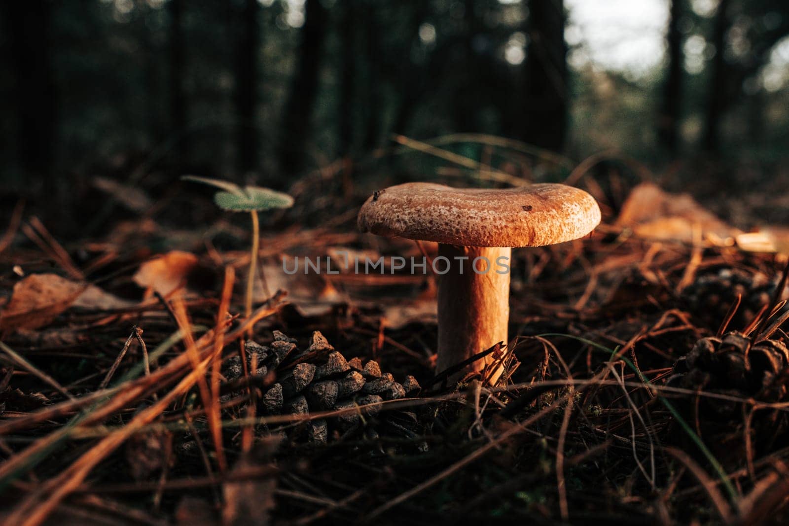 Young saffron milk cap - Lactarius deliciosus on autumn forest background with pine needles, close-up view. Harvest red pine mushroom concept. High quality photo