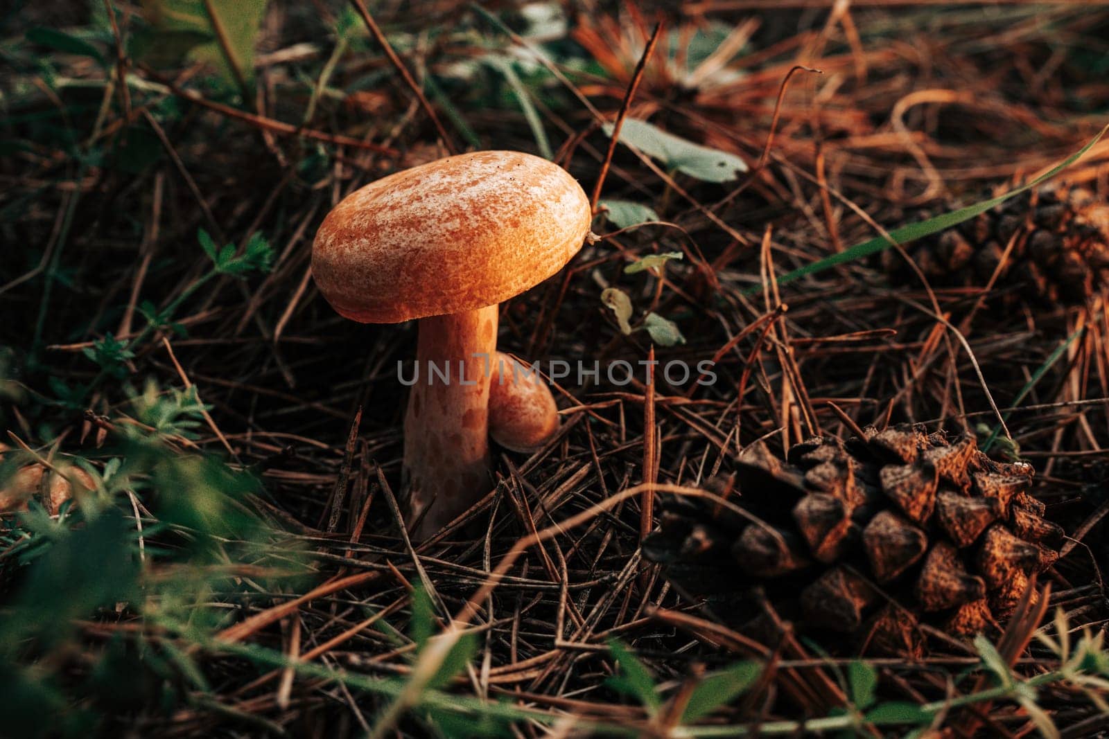 Young saffron milk cap - Lactarius deliciosus on autumn forest background with pine needles, close-up view. Harvest red pine mushroom concept. High quality photo