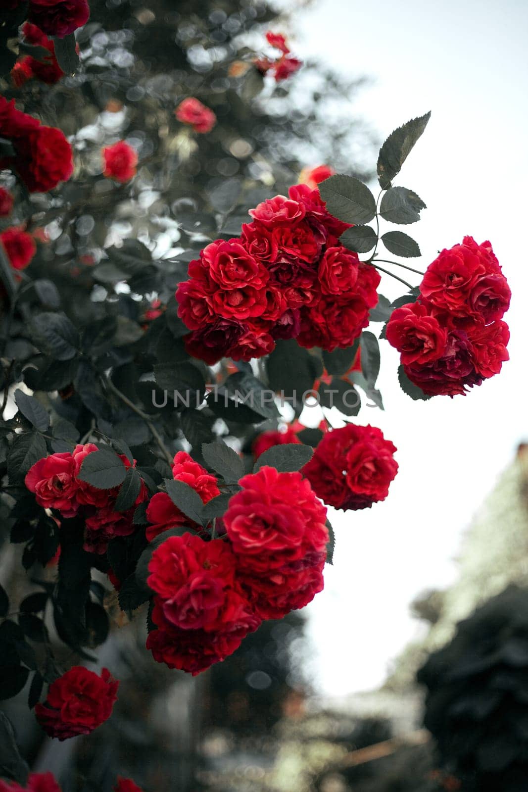 Rose flowers in full bloom on a bush