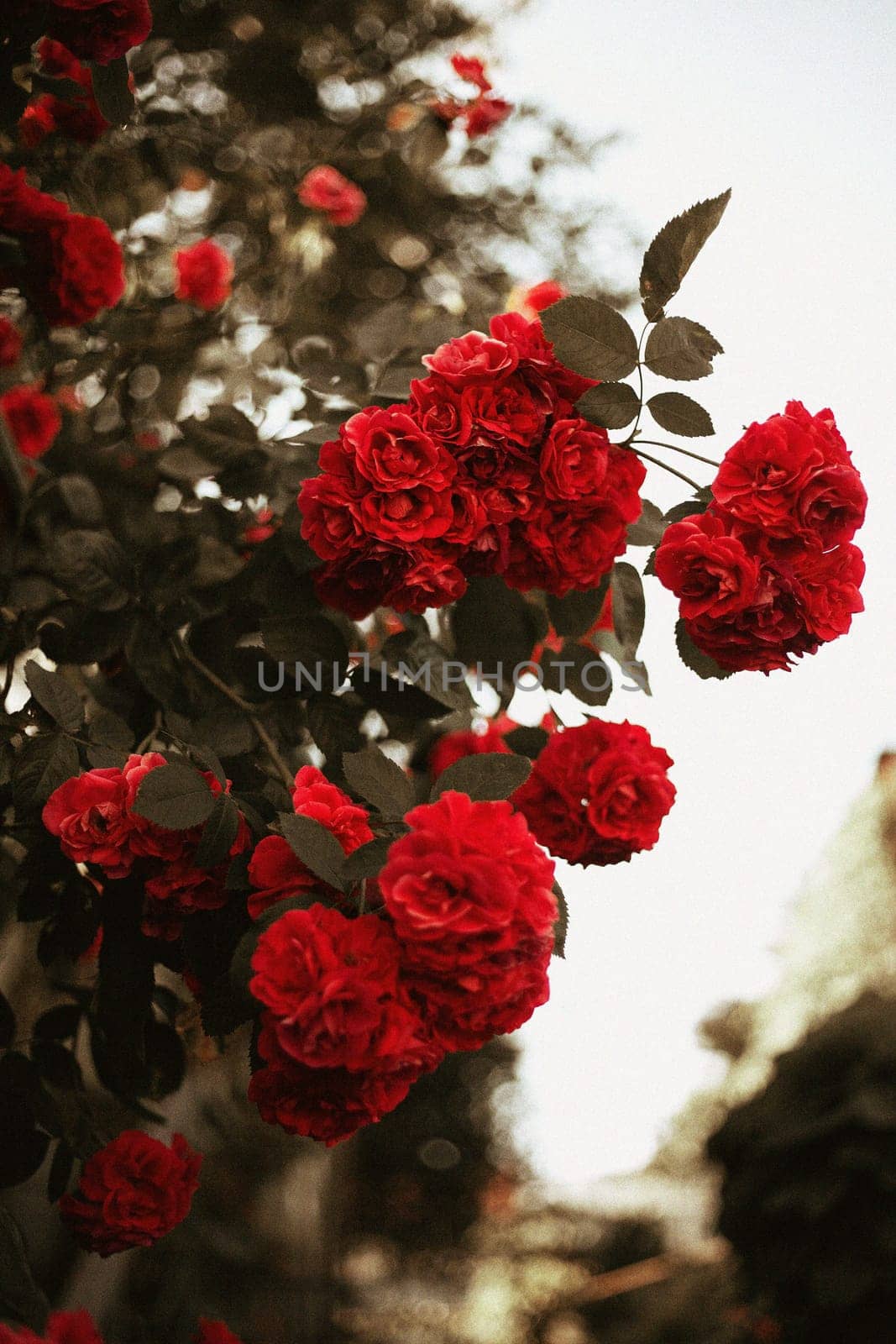 Rose flowers in full bloom on a bush