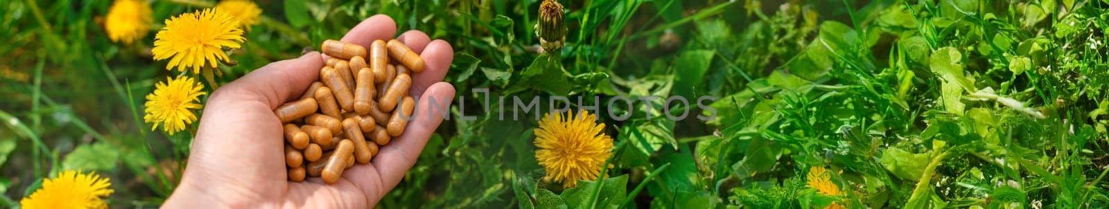 Dandelion extract and homeopathic supplements. Selective focus. nature.