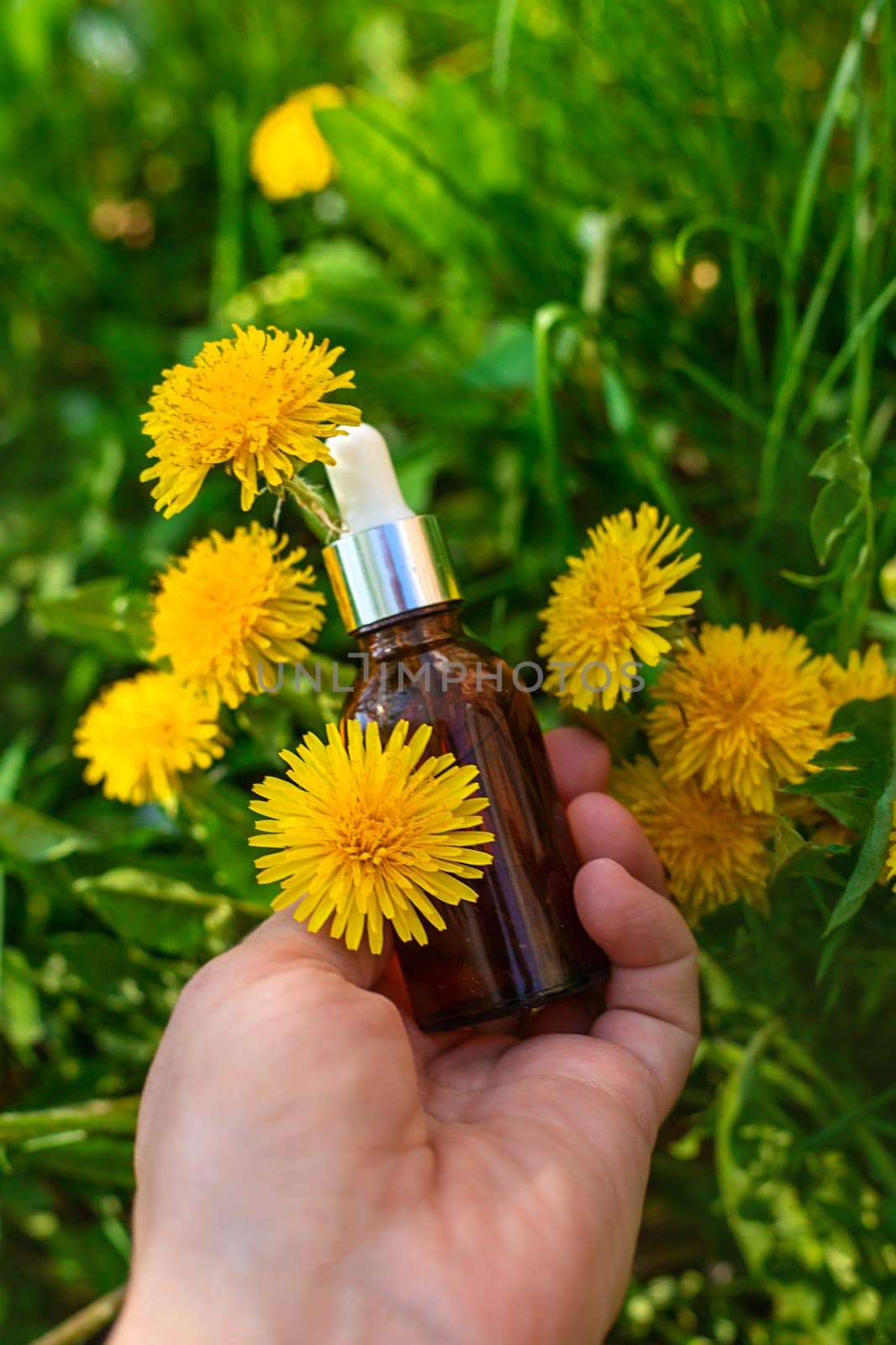 Dandelion extract and homeopathic supplements. Selective focus. nature.