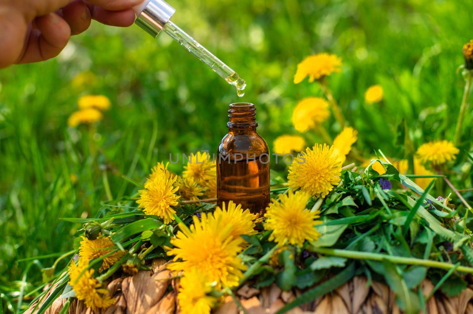 Dandelion extract and homeopathic supplements. Selective focus. nature.
