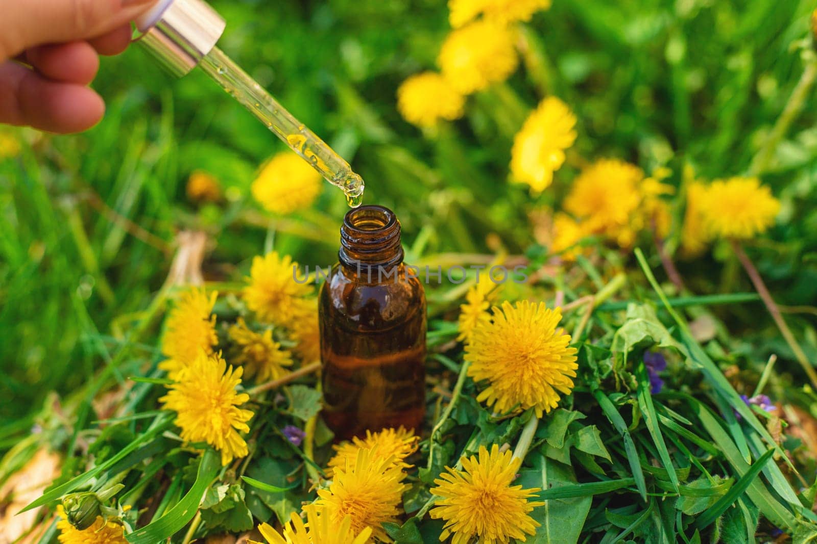 Dandelion extract and homeopathic supplements. Selective focus. nature.