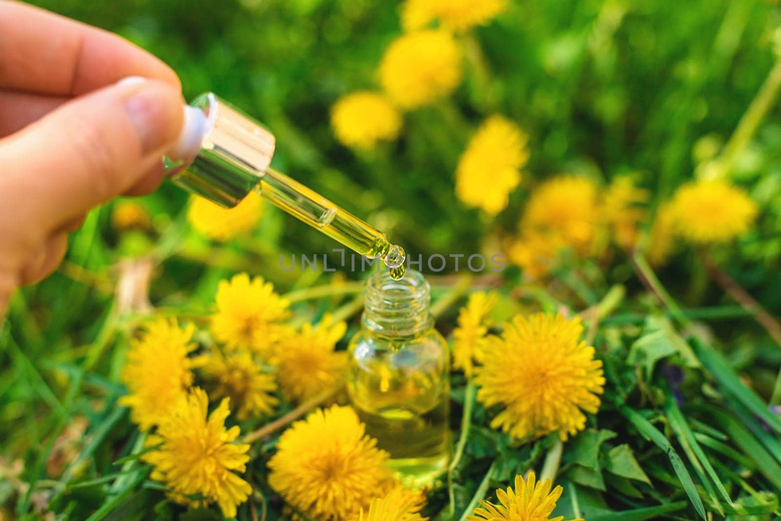 Dandelion extract and homeopathic supplements. Selective focus. nature.