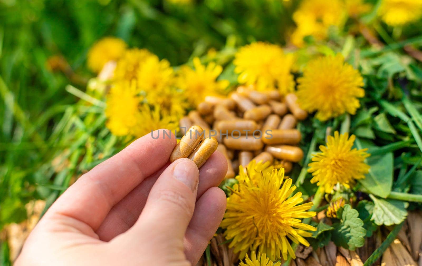 Dandelion extract and homeopathic supplements. Selective focus. nature.