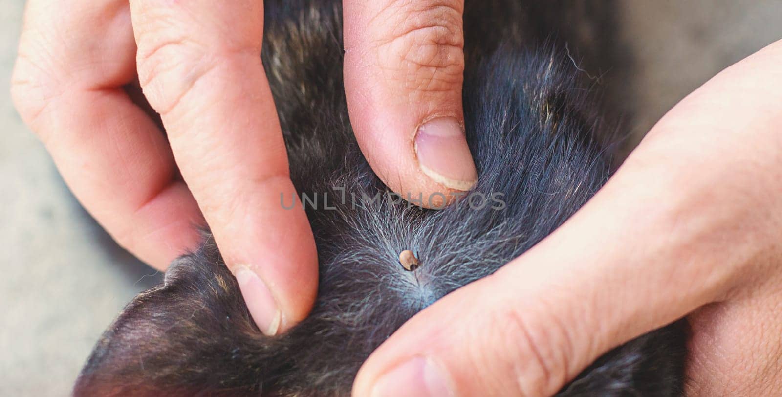tick on a cat. Selective focus. animal.